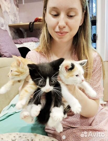 Котята в добрые ручки