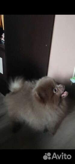 Померанский шпиц лиловый