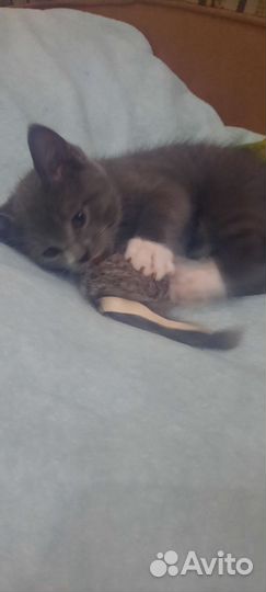 Котенок 2 месяца мальчик