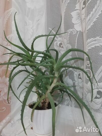 Алоэ 4 года