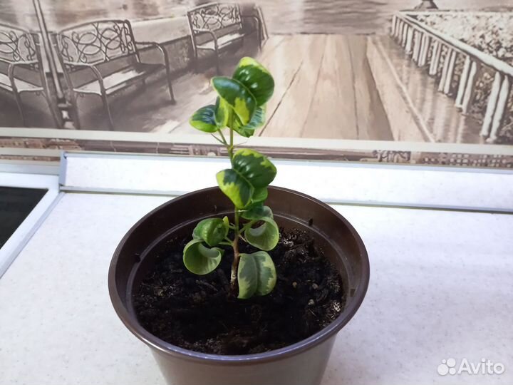 Фикус букле