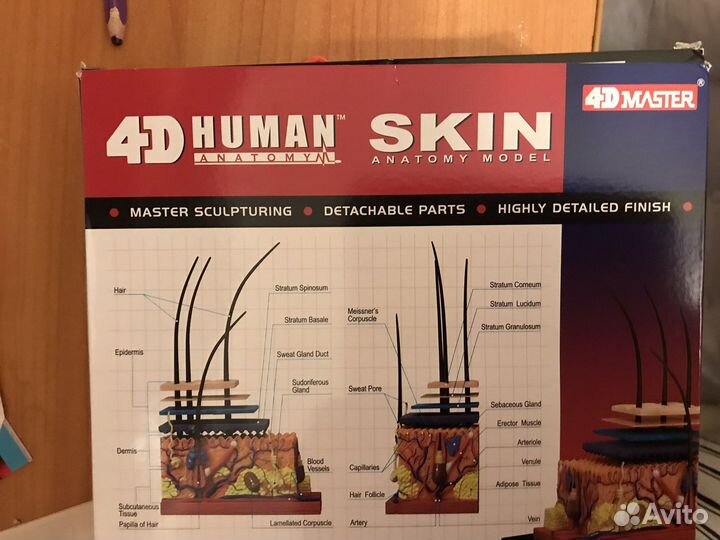 Модель кожи 4D