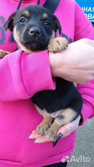 Щенок в добрые руки
