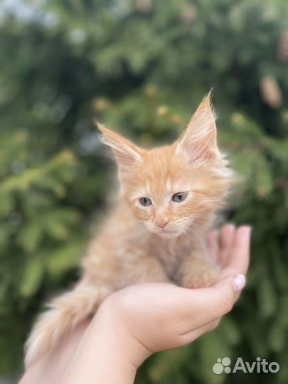 Мейн-кун мальчик