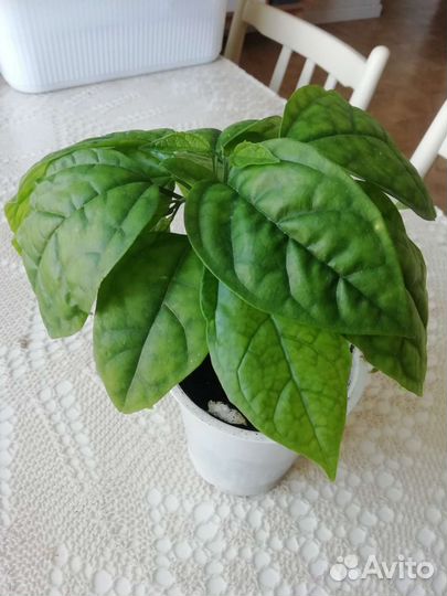 Клеродендрум. Каллизия