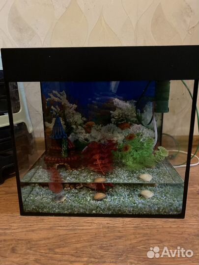 Аквариум