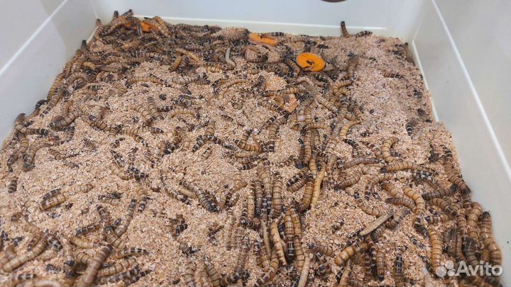 Корм живой (сверчки, червячки, тараканы, саранча)