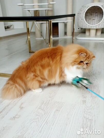 Красавчик Мэтью