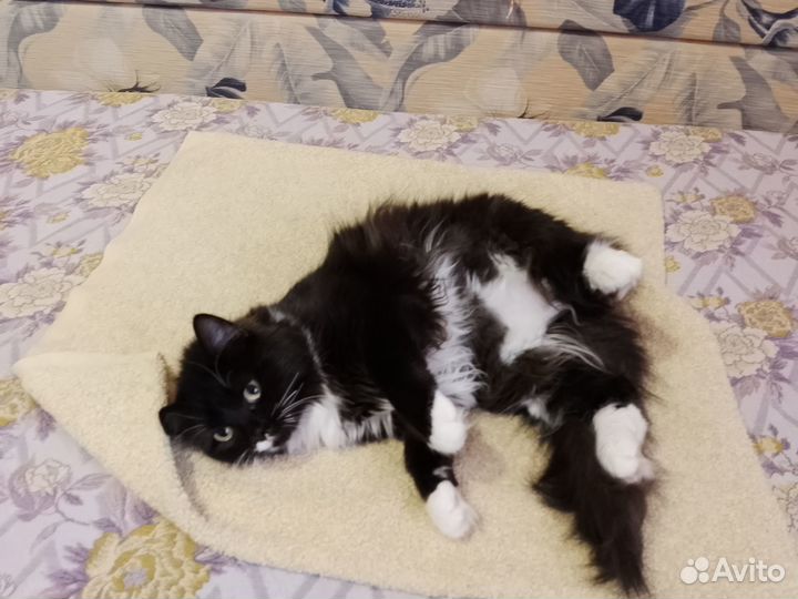 Отдам кошку в добрые руки
