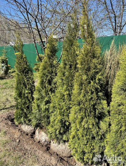 Туя смарагд 180 200