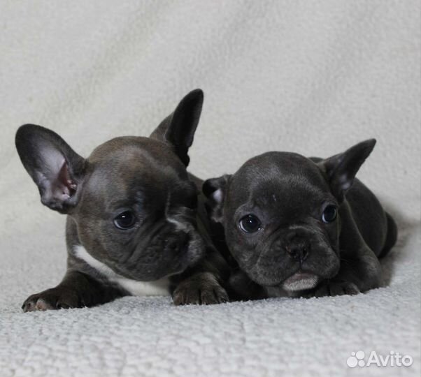 Мальчик и девочка голубки