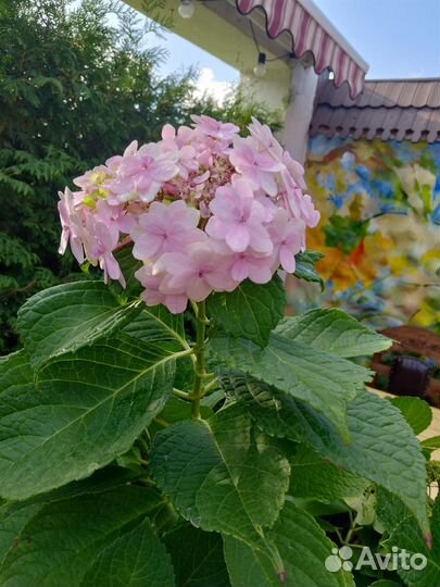 Садовые цветы, хризантема, гортензия, лаванда