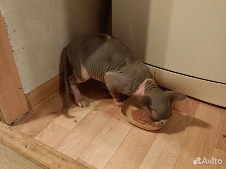 Отдам в добрые руки