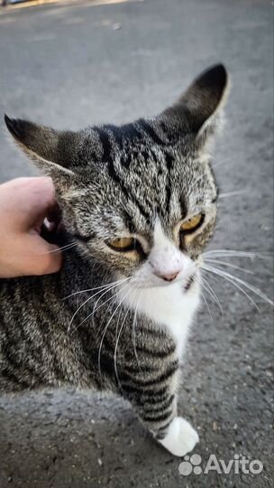 Котоняня, кэтситтер, зооняня фмр, центр, смр и юмр