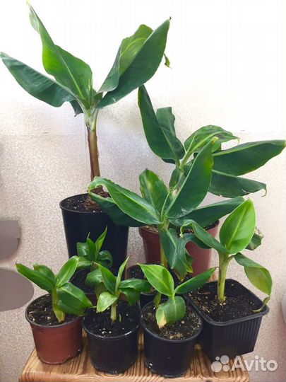 Комнатный банан Муса Тропикана, растения