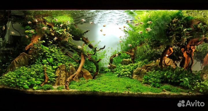 Аквариумы с живыми растениями