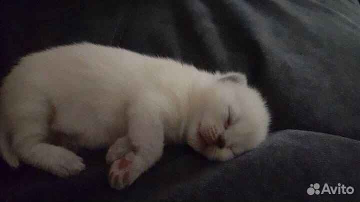 Британские котята