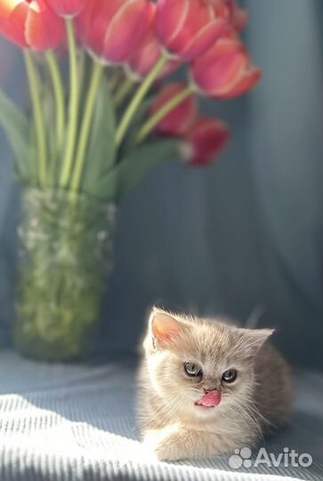 Котята с документами