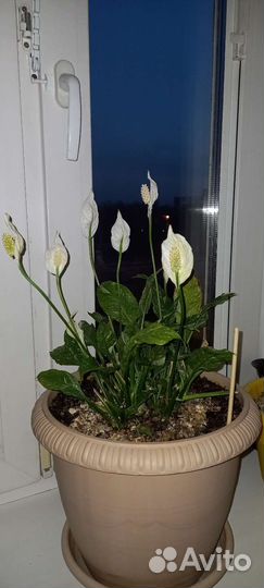 Статифиллум Домино