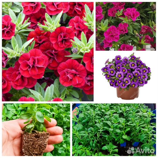 Бегония, гвоздика, калебрахоа, немезия