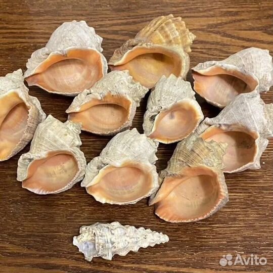 Ракушка рапан