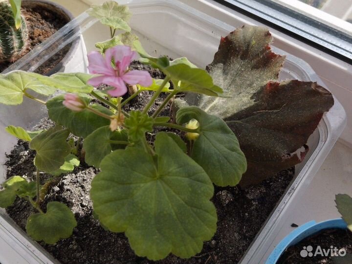 Герань, декабрист, комнатная мята