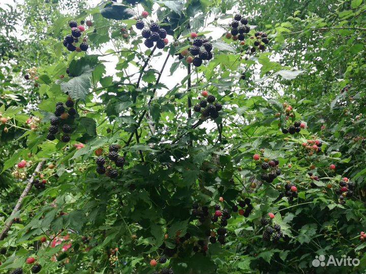 Саженцы малины