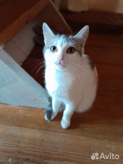 Котята мышеловы 4 мес