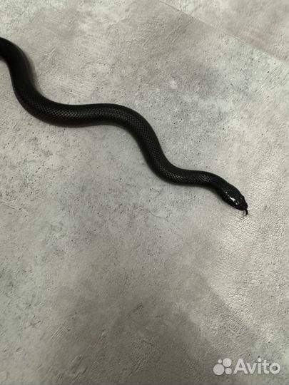 Королевская змея нигрита