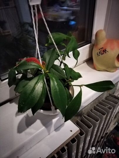 Эсхинантус жар птица