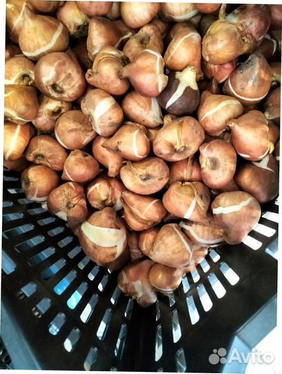 Луковицы тюльпанов махровые