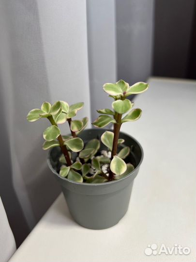 Портулакария афра