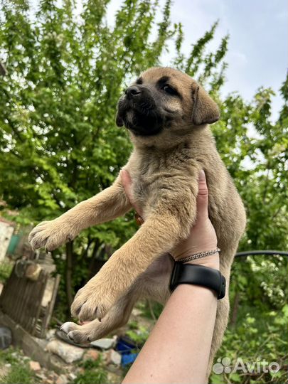 Щенок в добрые руки бесплатно