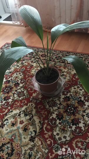 Пальма кокосовая комнатная