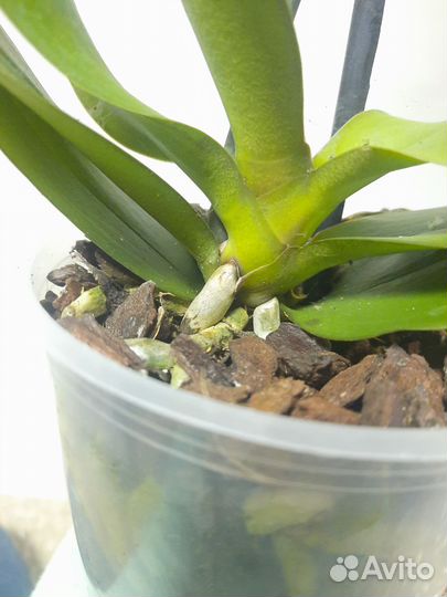 Орхидея Горизонт