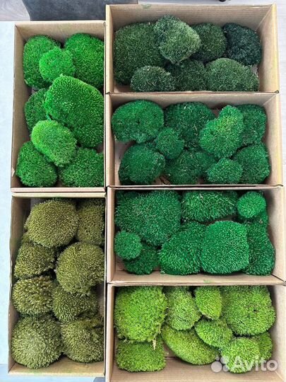 Стабилизированный мох ягель. кочки. Арт203, от