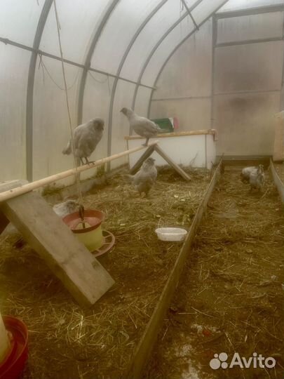 Куры цыплята