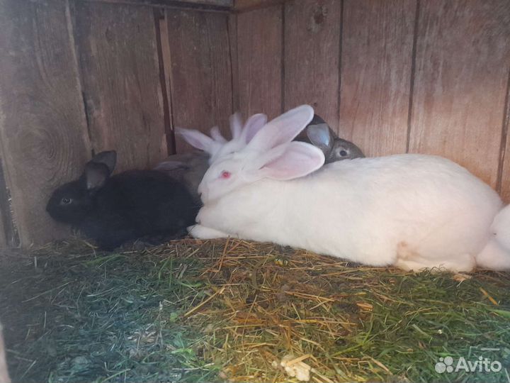Кролики мясных пород