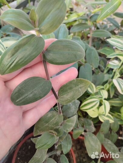 Шоколадница Традесканция Бегония