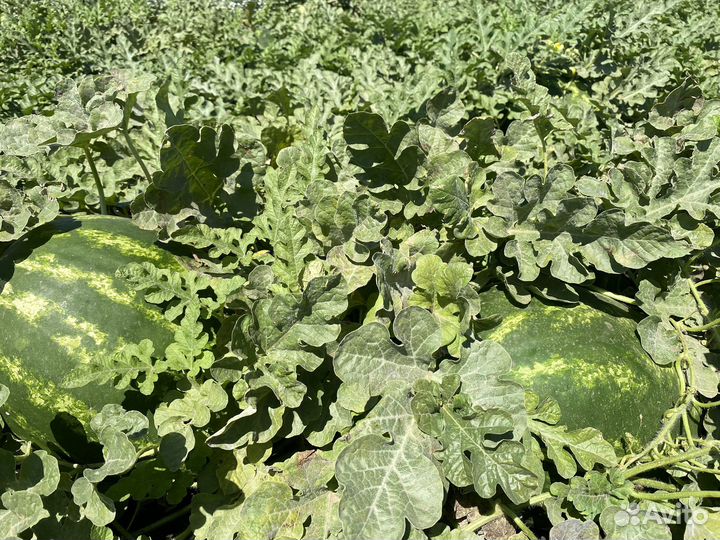 Арбуз оптом каристан