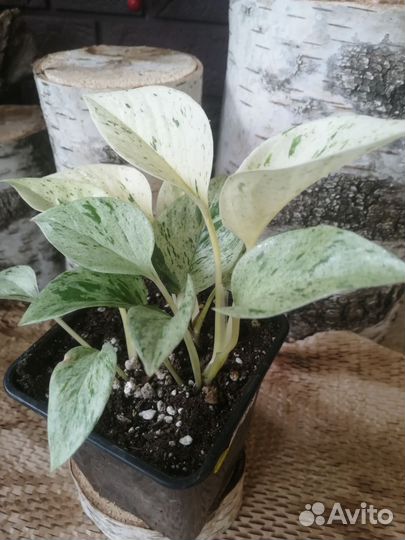 Epipremnum Marble Queen (сциндапсус)