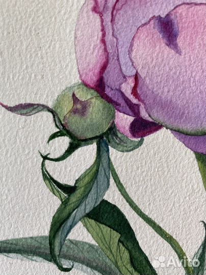 Картина Пионы акварель ботаника