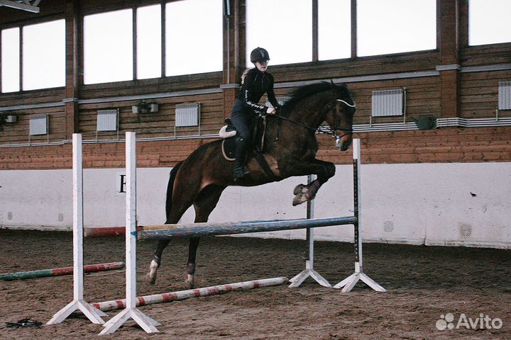 Спортивные лошади в аренду в кск Русский алмаз