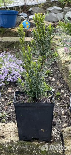 Тис средний Хилли