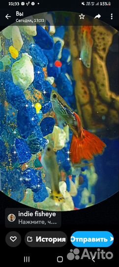 Аквариумные рыбки гуппи