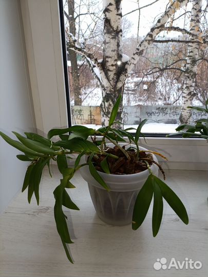 Орхидея дендробиум Берри ода