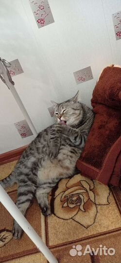 Передержка кошек/котов/котят