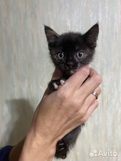 Отдам котенка