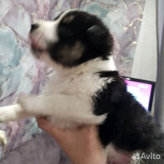 Отдам в добрые руки