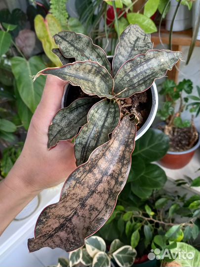 Сансевиерии